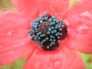 Papaver hybridum A (7).jpg