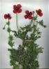 Papaver hybridum s.b..jpg