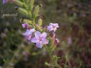 Plumbago europaea L. (2).jpg