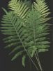 Polypodium cambricum.jpg