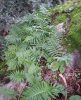 Polypodium vulgare 1~0.jpg