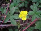 Potentilla reptans w (3).jpg