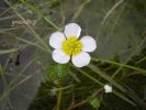 Ranunculus aquatilis 20.jpg