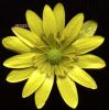 Ranunculus ficaria.jpg