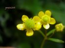 Ranunculus ophioglossifolius 4.jpg