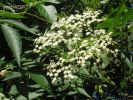 Sambucus nigra 004.jpg