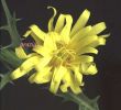 Scolymus hispanicus fiore.jpg