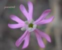 Silene bellidifolia (2).jpg