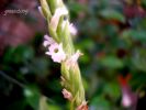 Spiranthes aestivalis T. 004.jpg