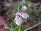 Stachys glutinosa cc.jpg