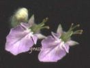 Teucrium scordium 004~0.jpg