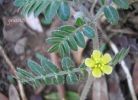 Tribulus terrestris q (2).jpg