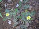 Tribulus terrestris q 5 (3).jpg