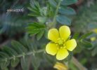 Tribulus terrestris z (6).jpg