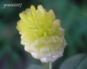 Trifolium aureum 1.jpg