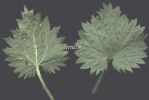 Urtica atrovirens 001.jpg