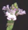 Verbena officinalis 002.jpg